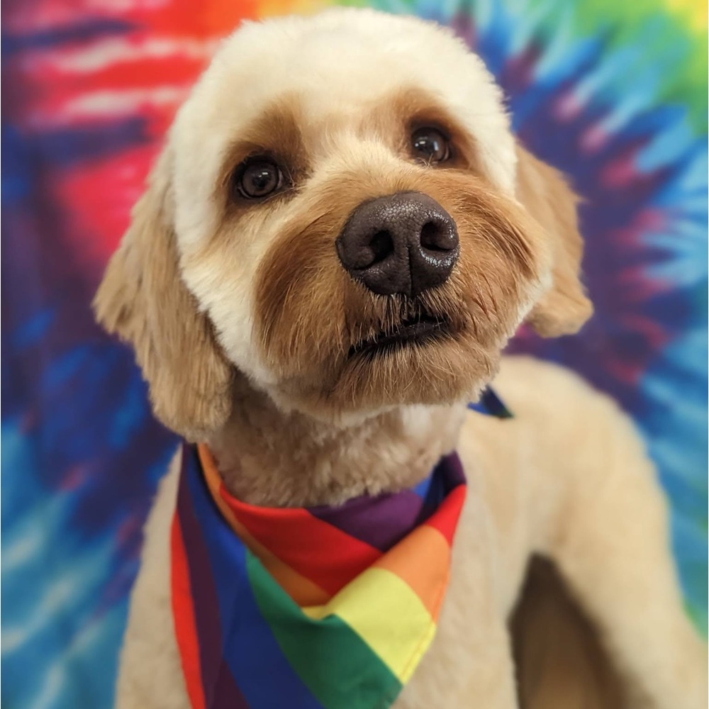 Meet your Posher, Alison